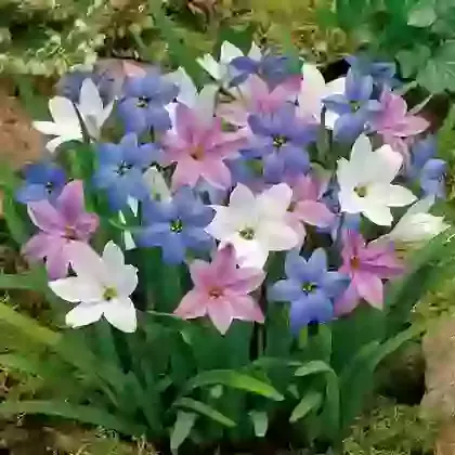 Ipheion